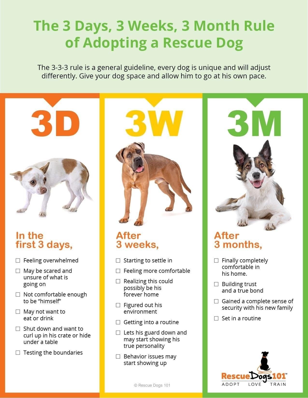 The 3-3-3 rule of a rescue dog