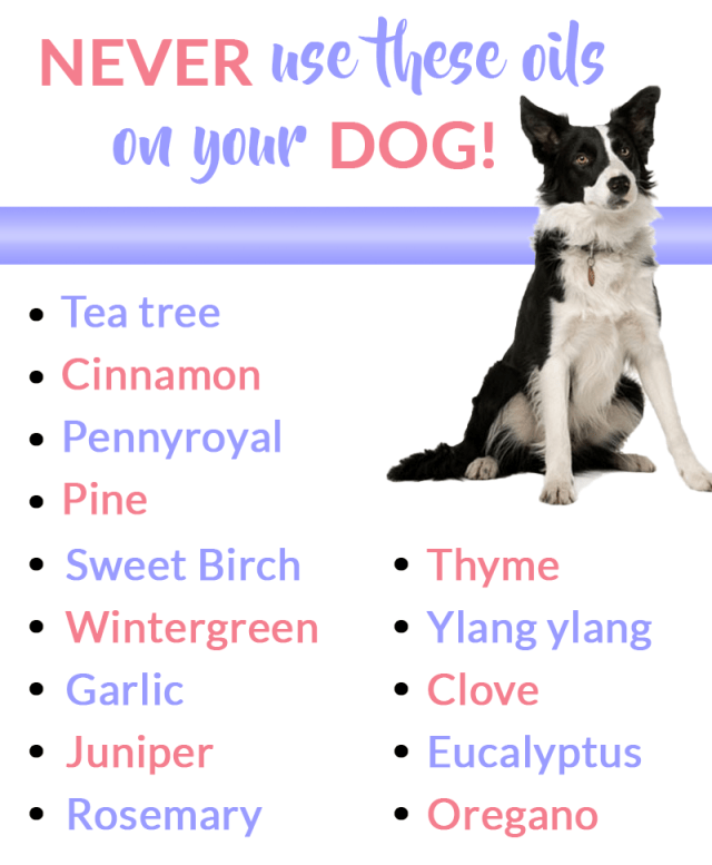 List of essential oils never to use on your dog.