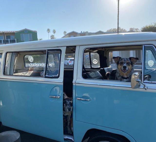 A blue VW bus with two cattle dogs inside.