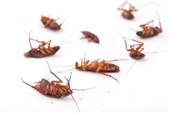 Dead cockroaches scattered on a white surface.
