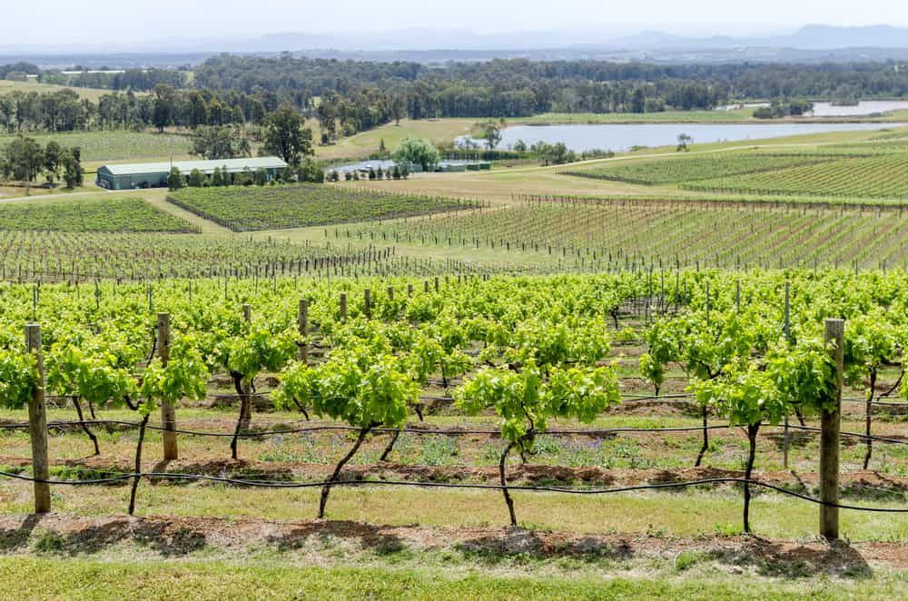 A View of a Vineyard With a Lake in the Background — ASpect Wall & Floor Tiling in Hunter Valley, NSW