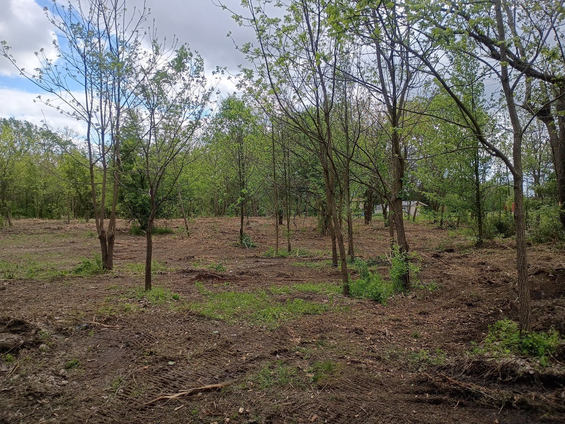 Young trees in a wooded area with a cloudy sky. The ground is covered in brown debris.