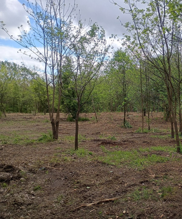 Young trees planted in a clearing, with brown soil and patches of green grass, under a cloudy sky.