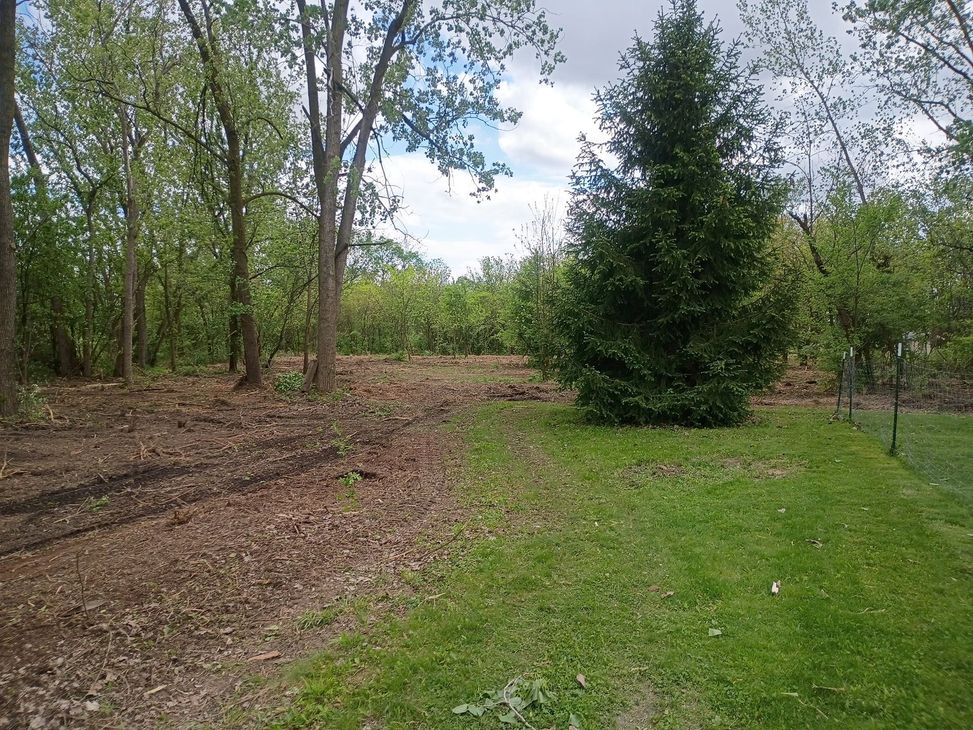Cleared area next to a wooded area with a green lawn in the foreground and a fir tree.