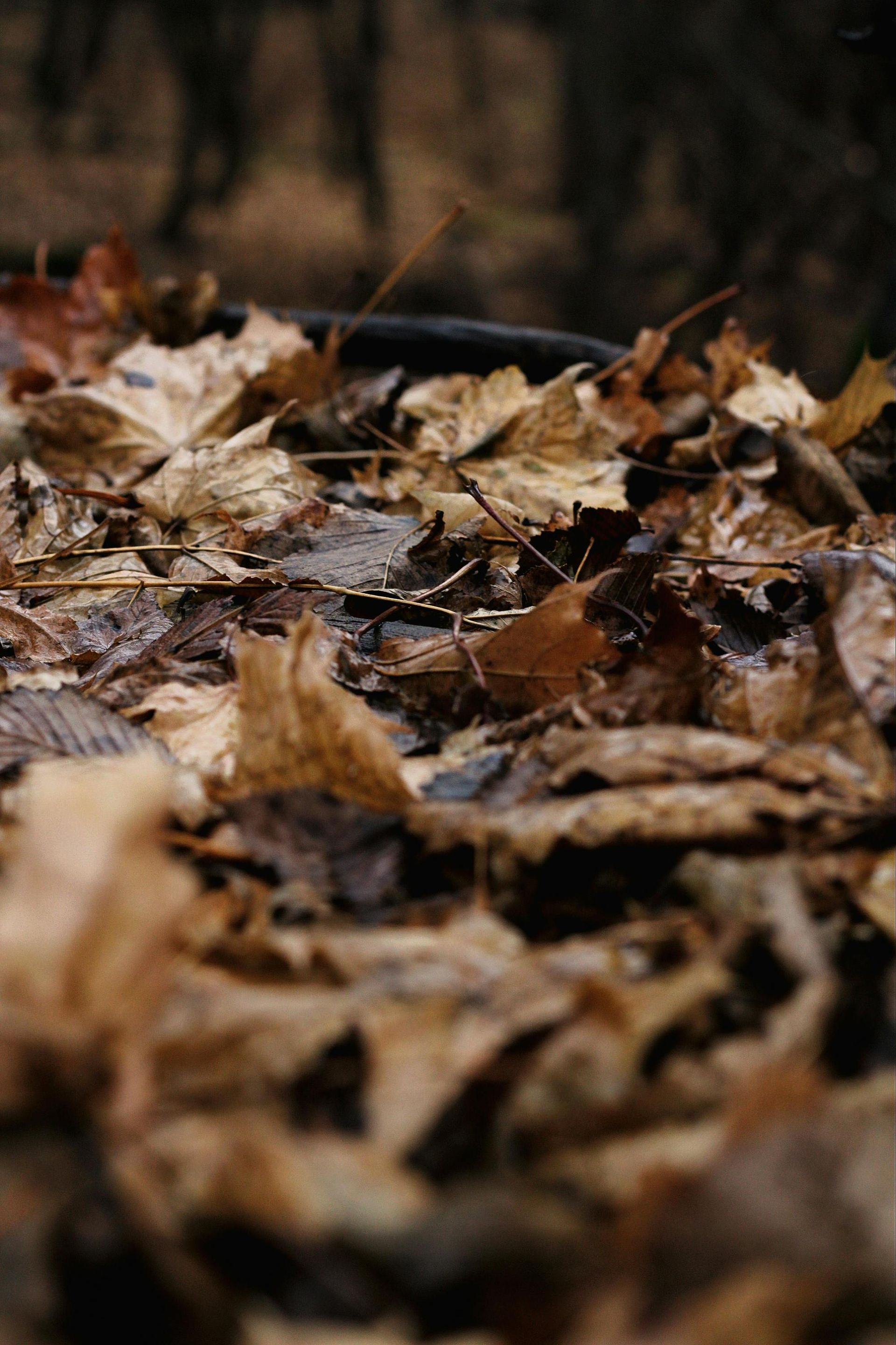Brown and tan fallen leaves on the ground, with a dark background.