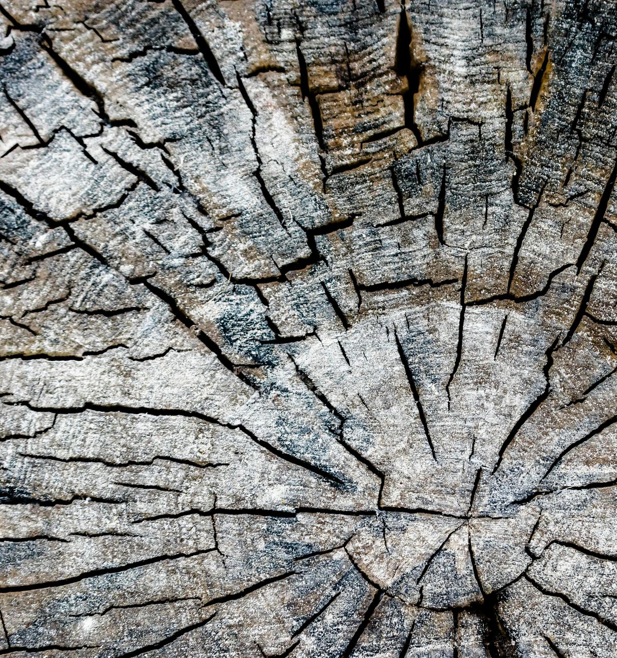 Close-up of weathered tree stump, cracked wood with radiating lines. Gray and brown tones.