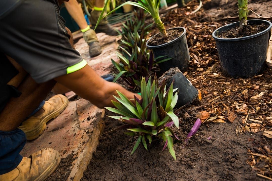 Pots being planted in action