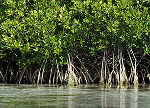 Mangrove Trimming