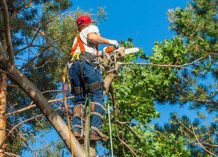 Tree Trimming and Pruning