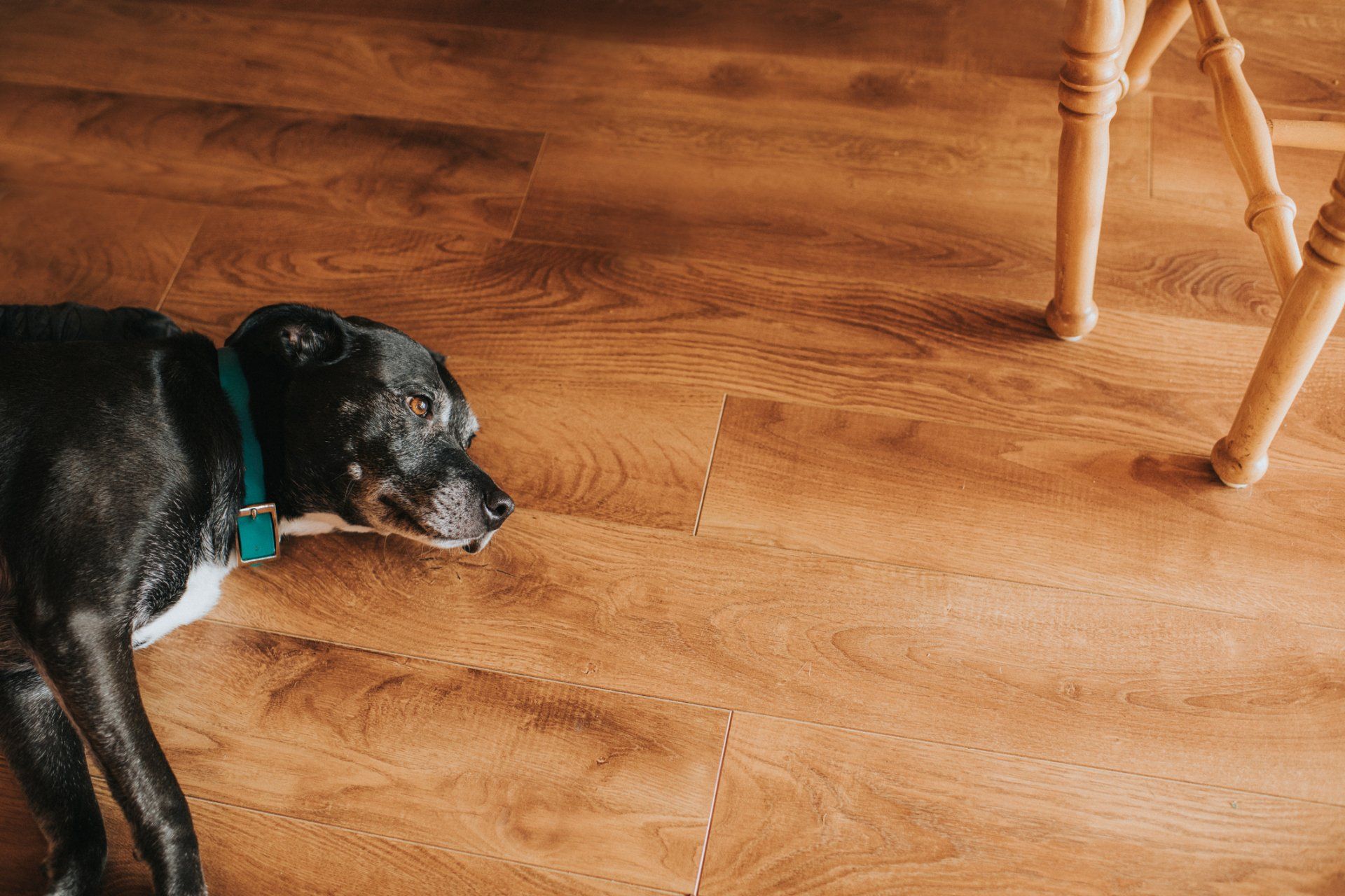 Black Dog Lying on the Floor — St. Louis, MO — Barefoot Carpet Company