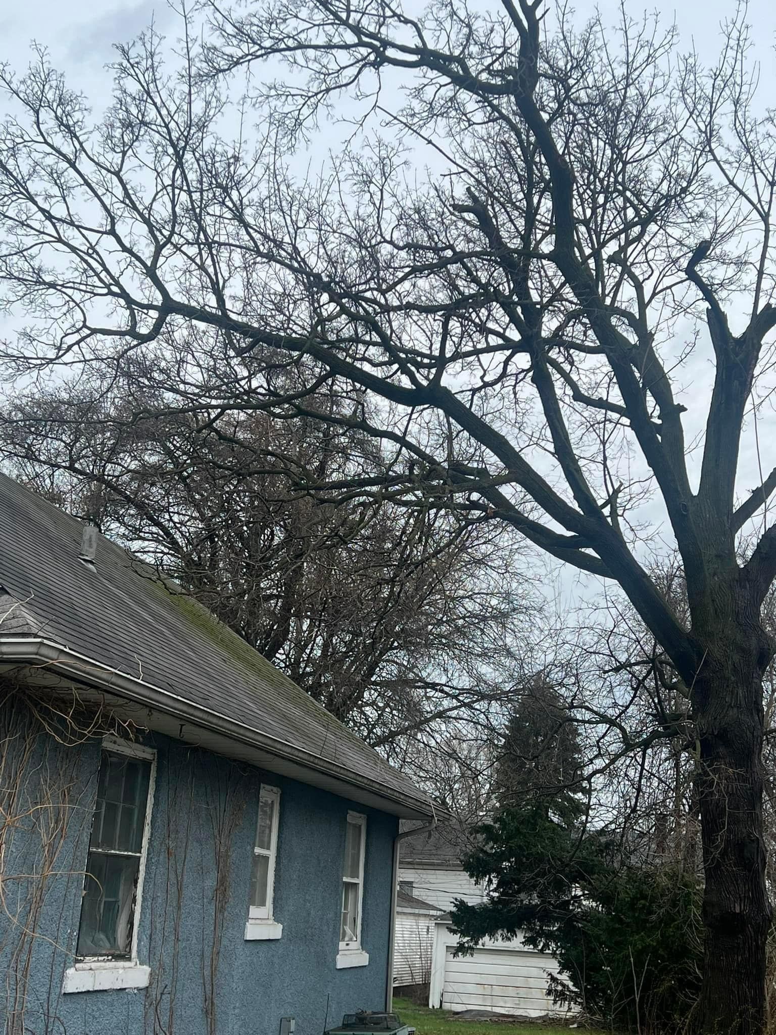 A blue house with a tree in front of it.