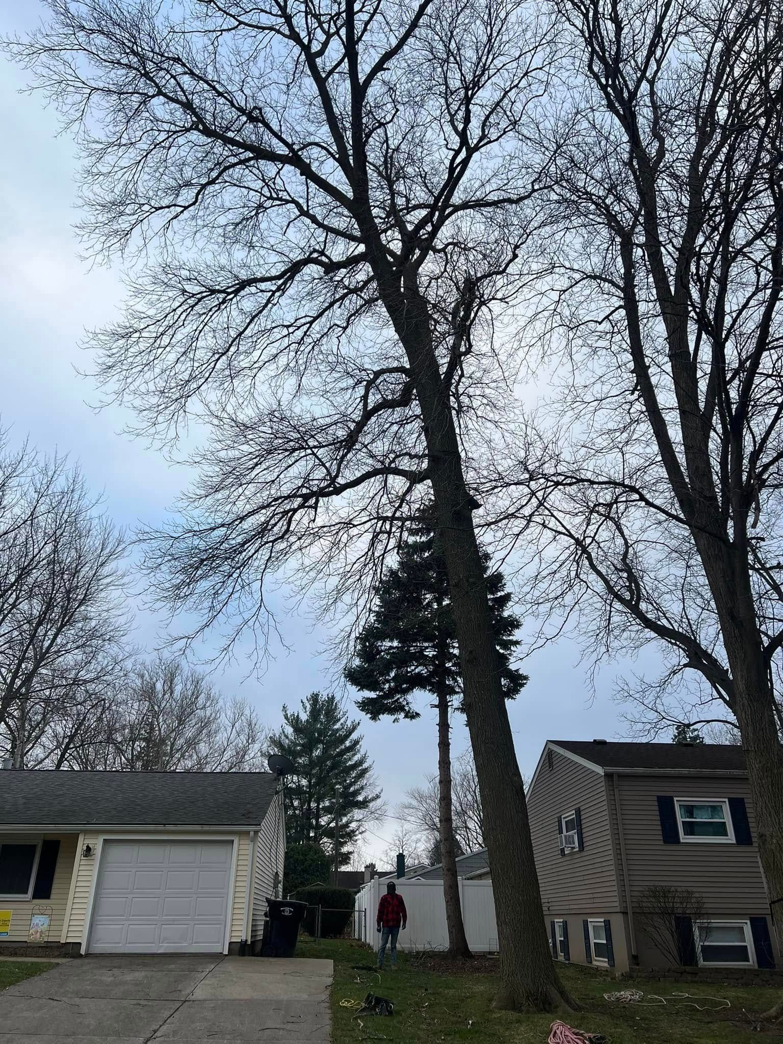 A man is climbing a tree in front of a house.