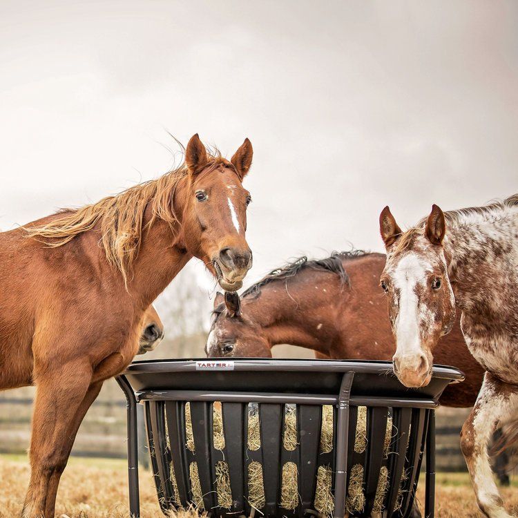 Group Of Horse Eating — Shelbyville, KY — Shuck Fence Company