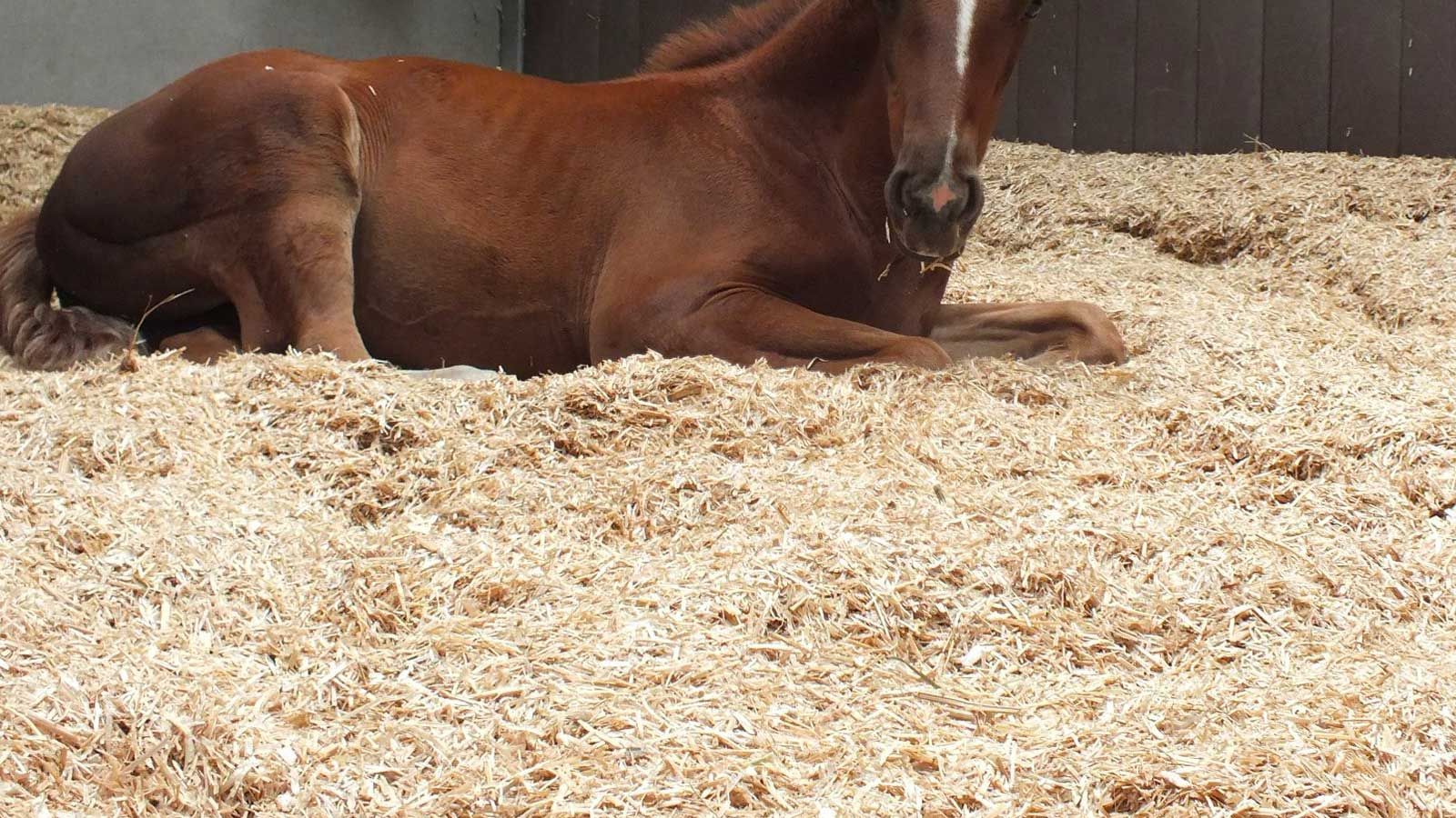 Small Horse On The Bedding — Shelbyville, KY — Shuck Fence Company