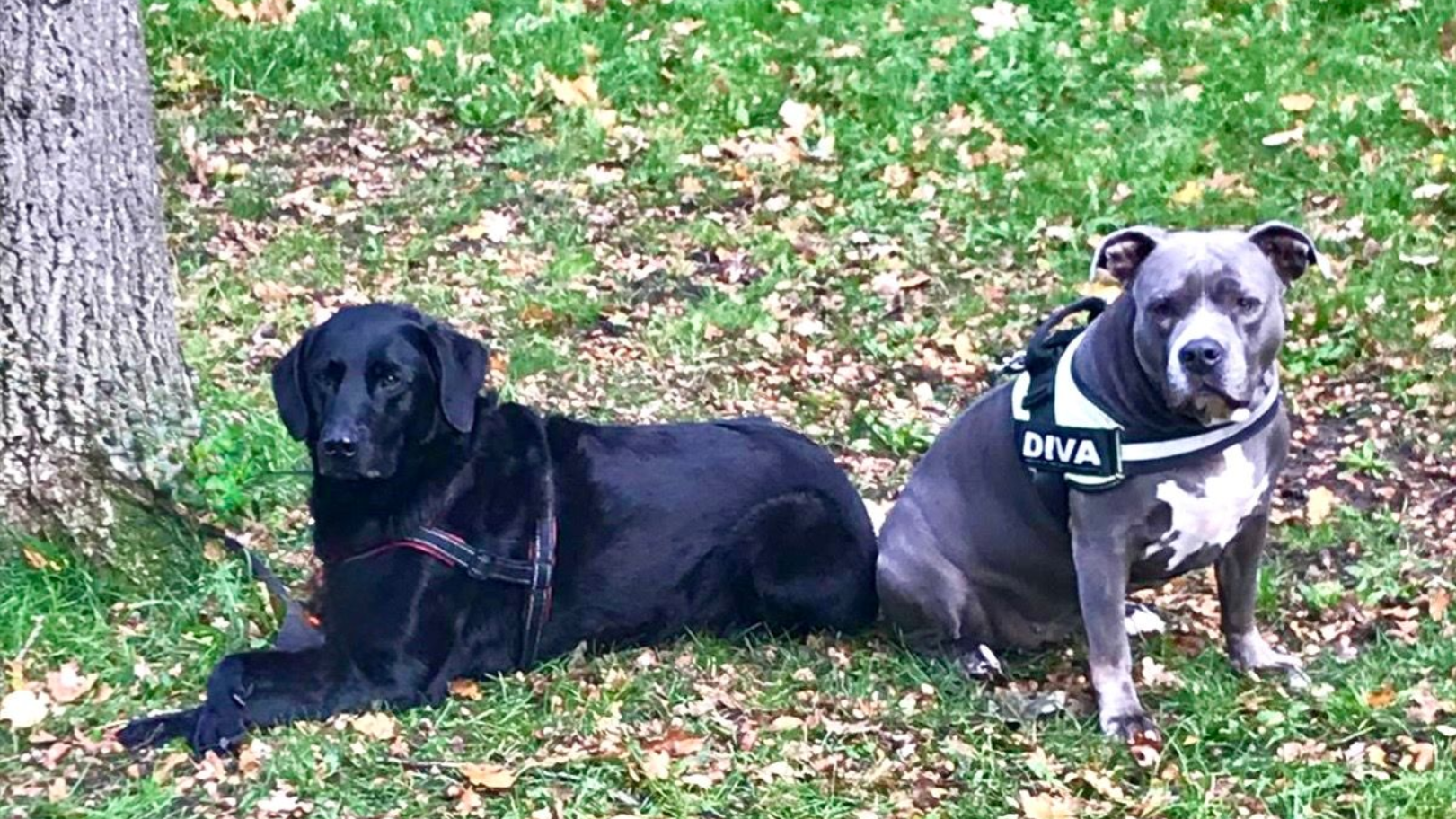 Hondenuitlaatservice-Huizen_blaricum-kleine groepjes