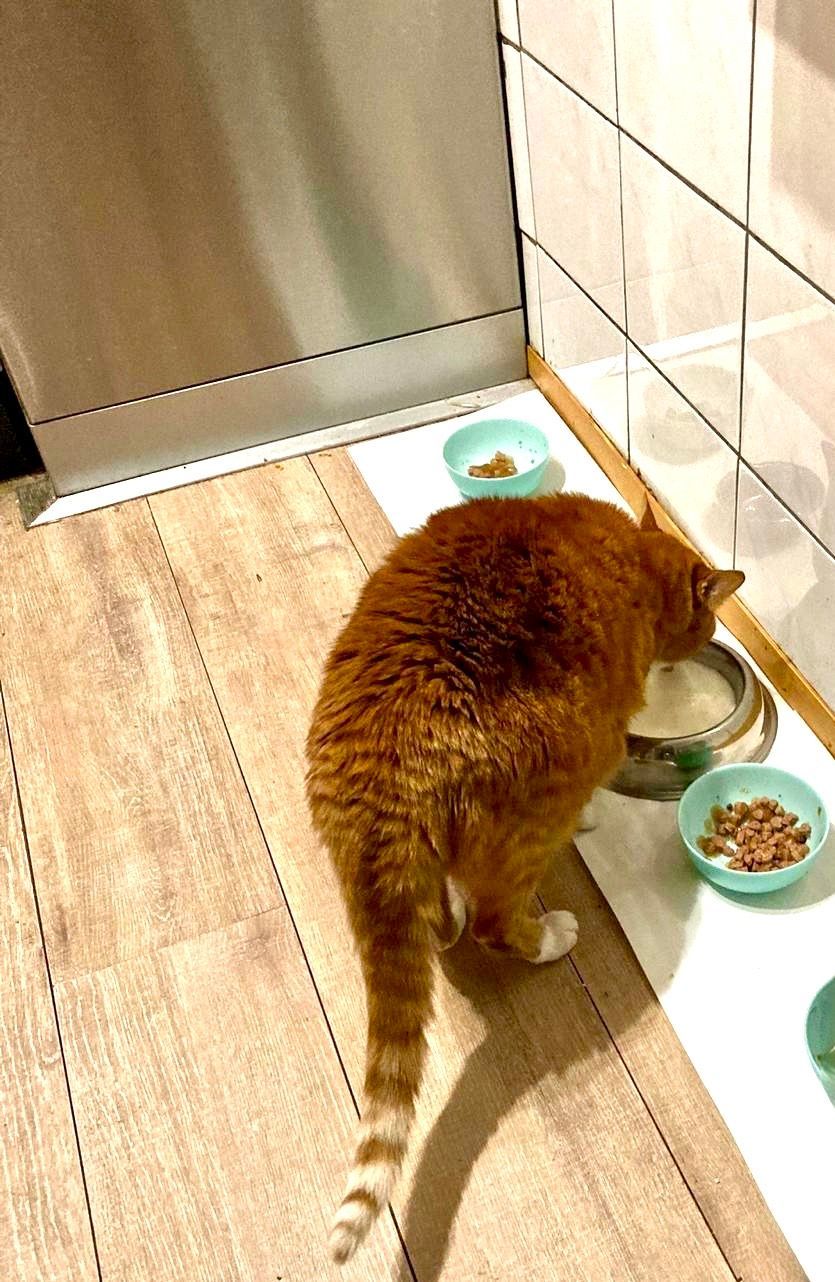 Een oranje gestreepte kat eet uit een kom op een houten vloer, vlakbij een muur met witte tegels.