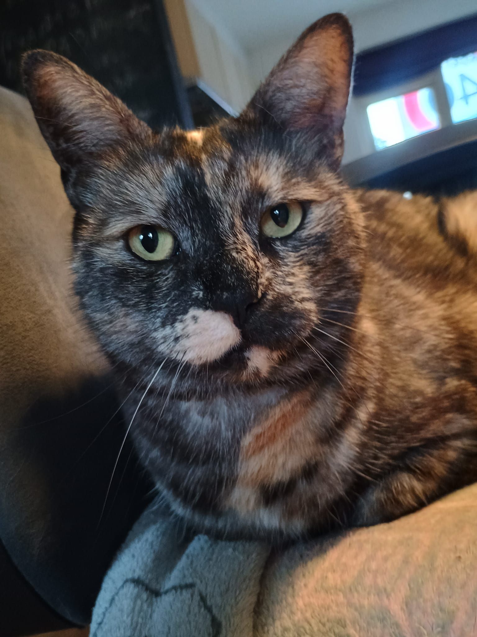 kattenoppas-in-Huizen-en-omgeving