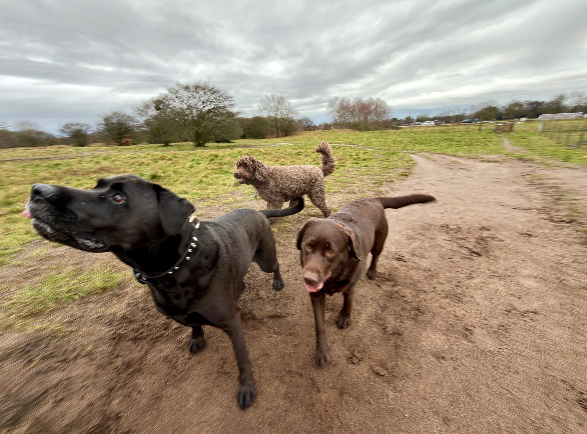 Hondenuitlaatservice Huizen en Blaricum kleine groep honden buiten
