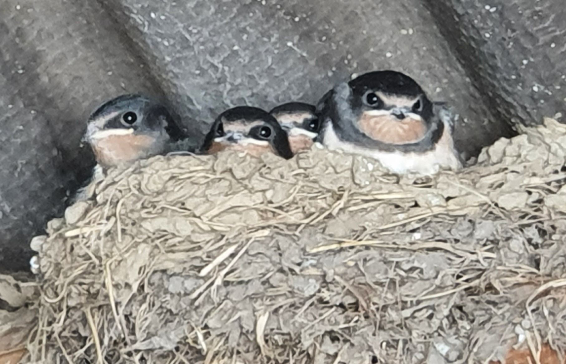 Swallow
Hirundo rustica