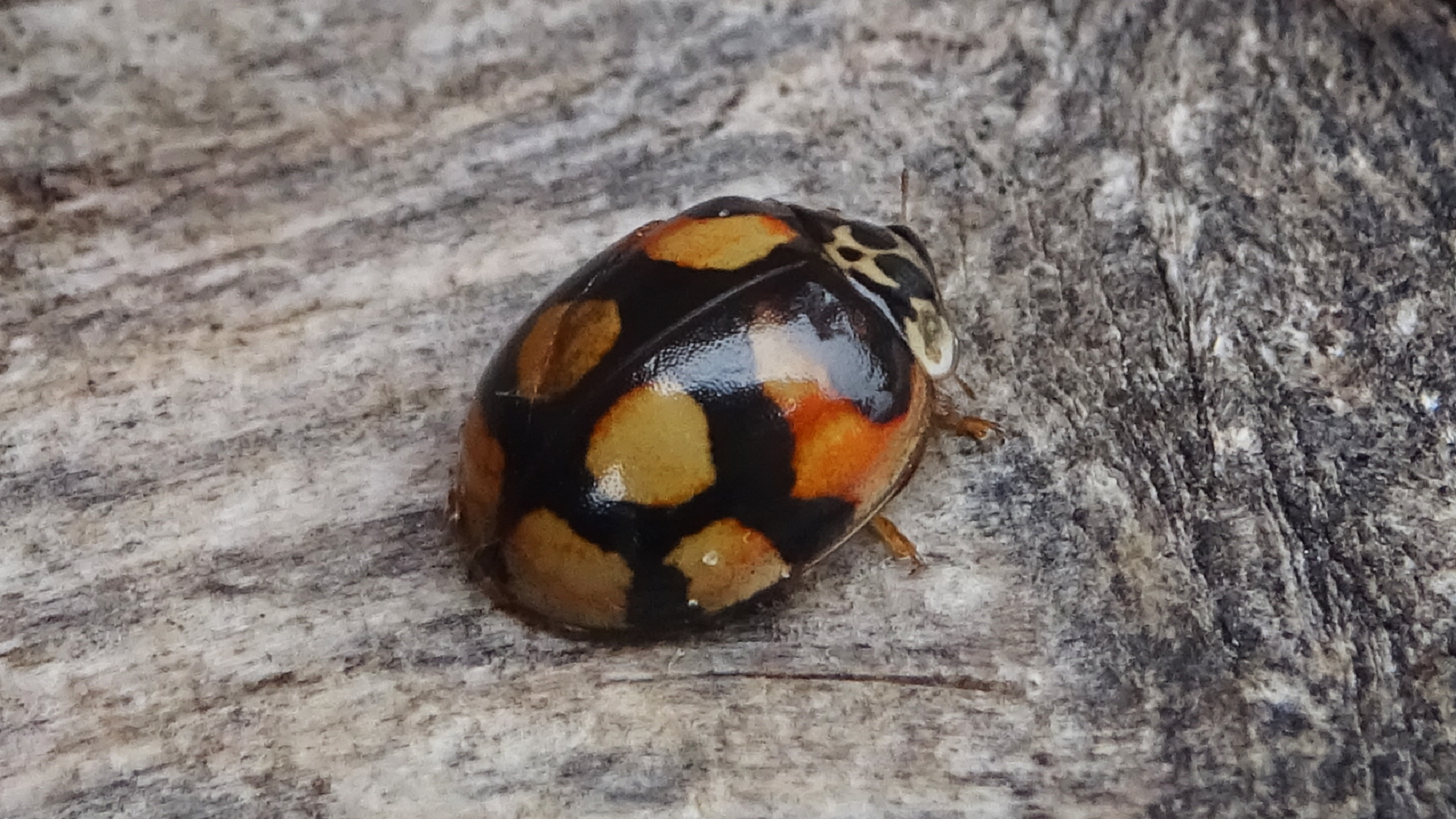 10-spot ladybird