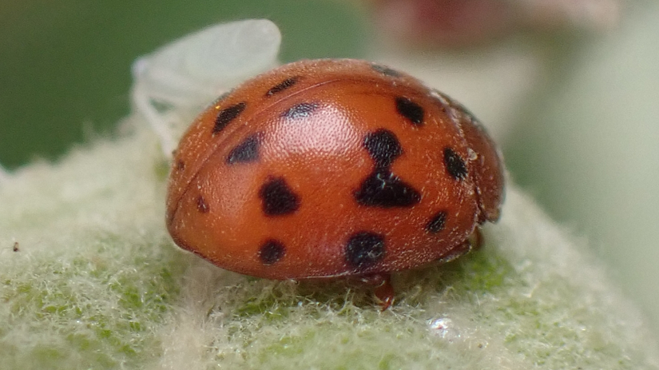 24-spot Ladybird
Subcoccinella vigintiquattuorpunctata