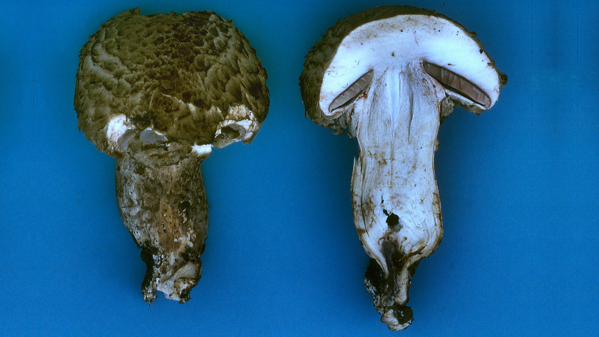 Agaricus lanipes