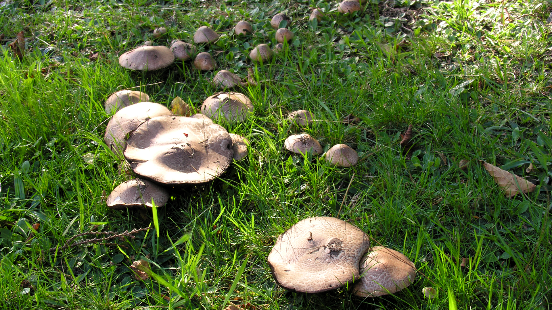 Agaricus silvaticus