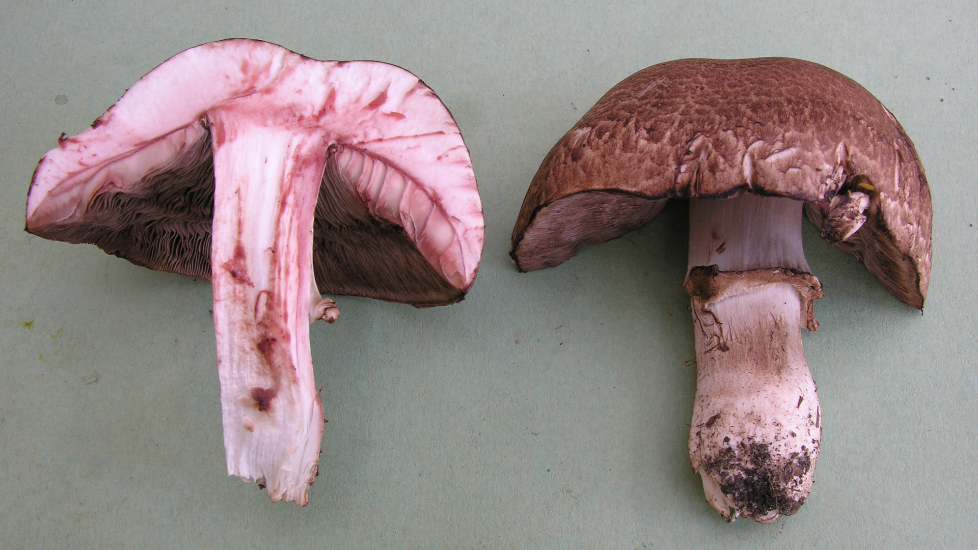 Agaricus silvaticus