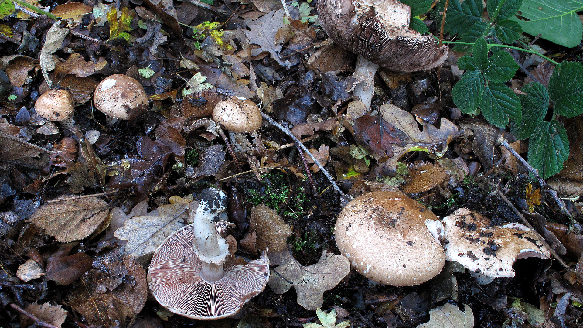 Agaricus silvaticus