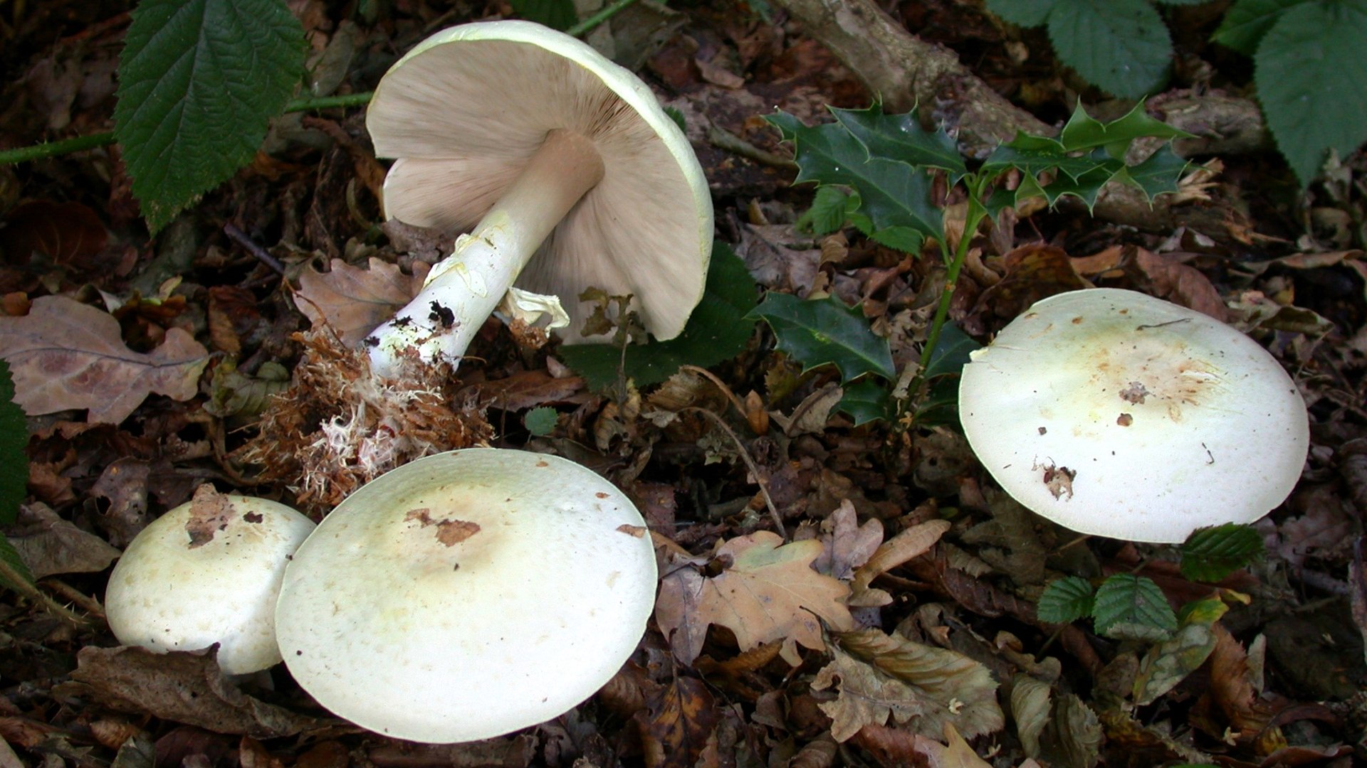 Agaricus silvicola