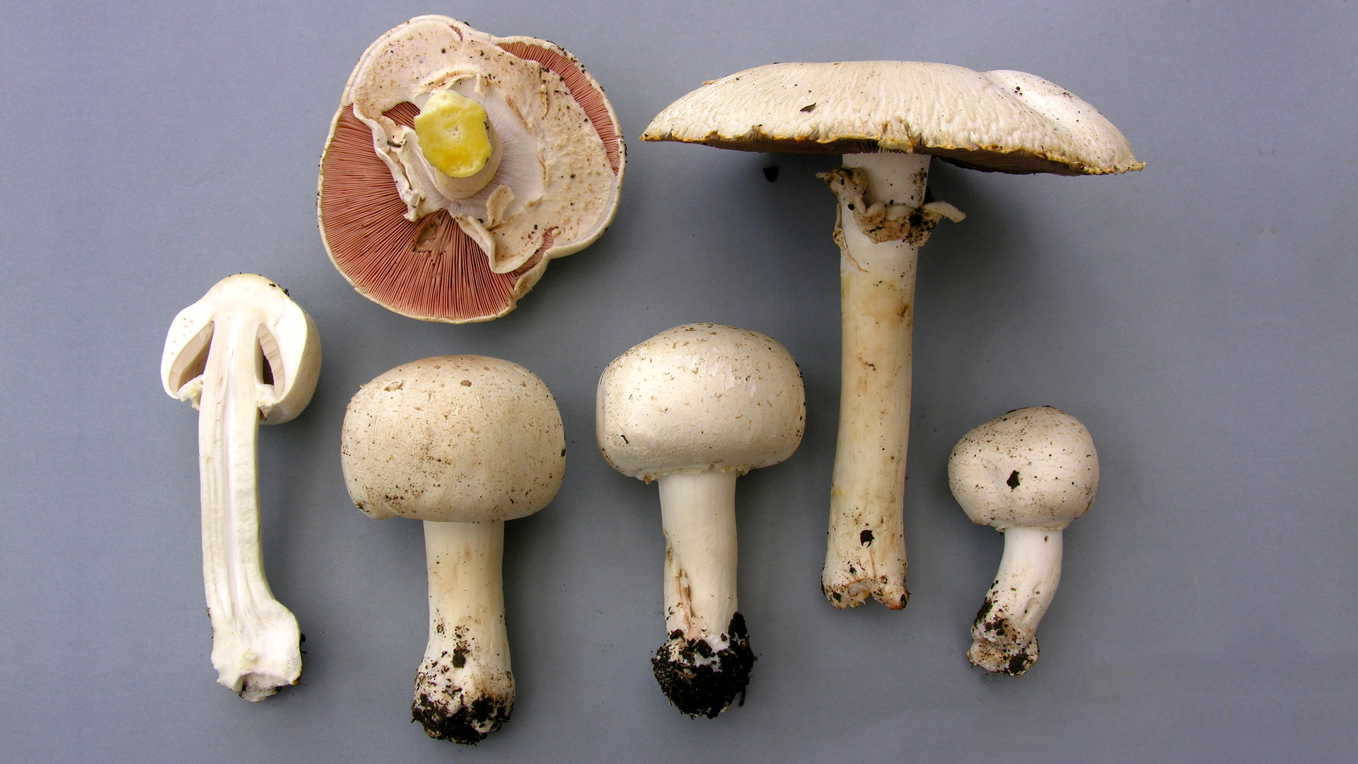 Agaricus xanthodermus