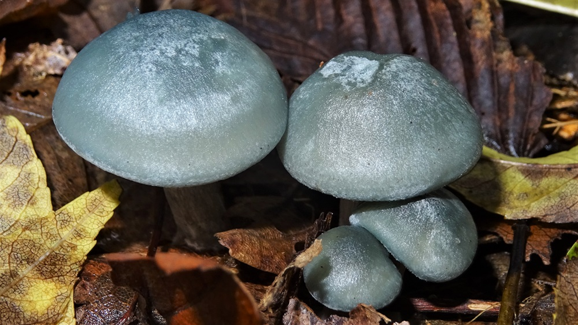 Aniseed Funnel
Clitocybe odora