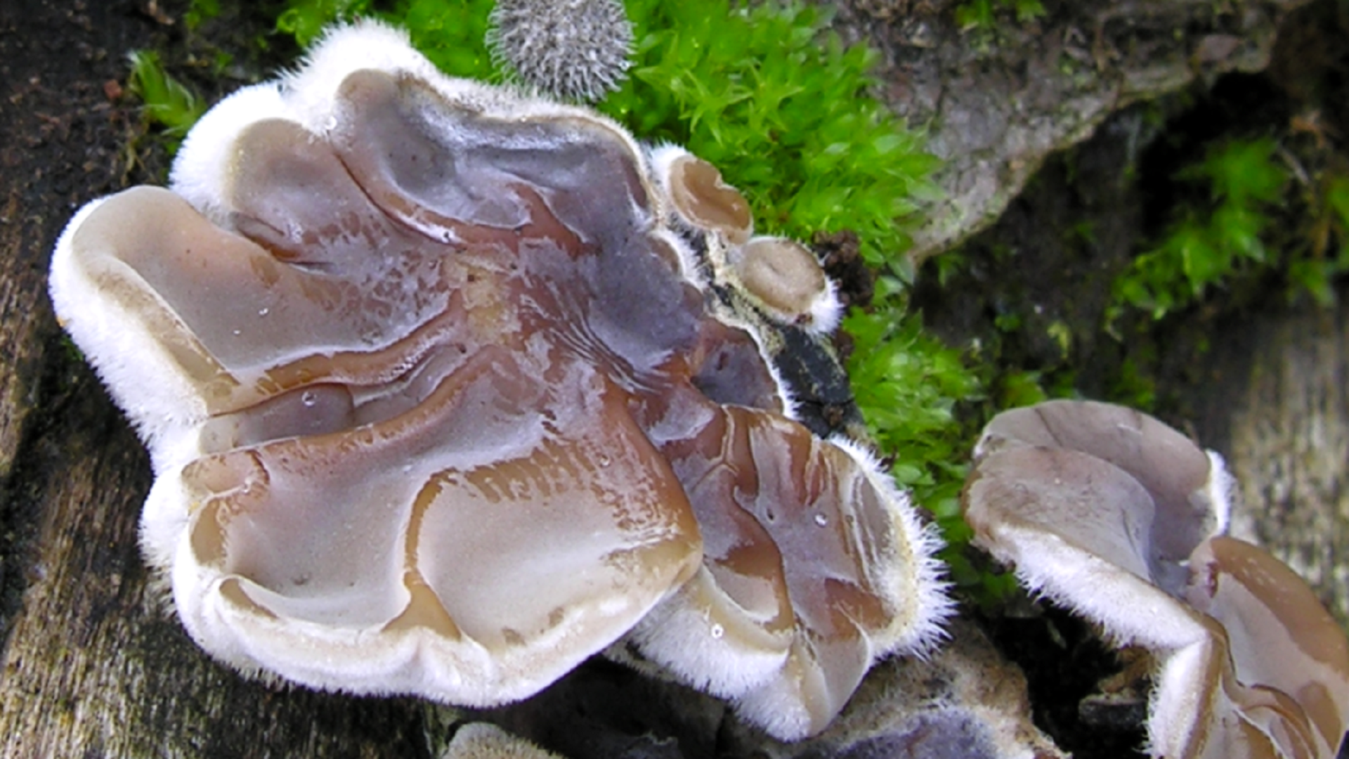 Auricularia mesenterica