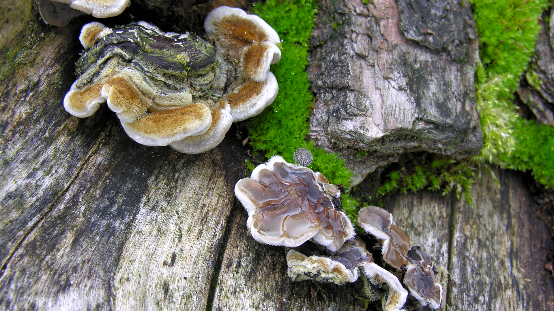 Auricularia mesenterica