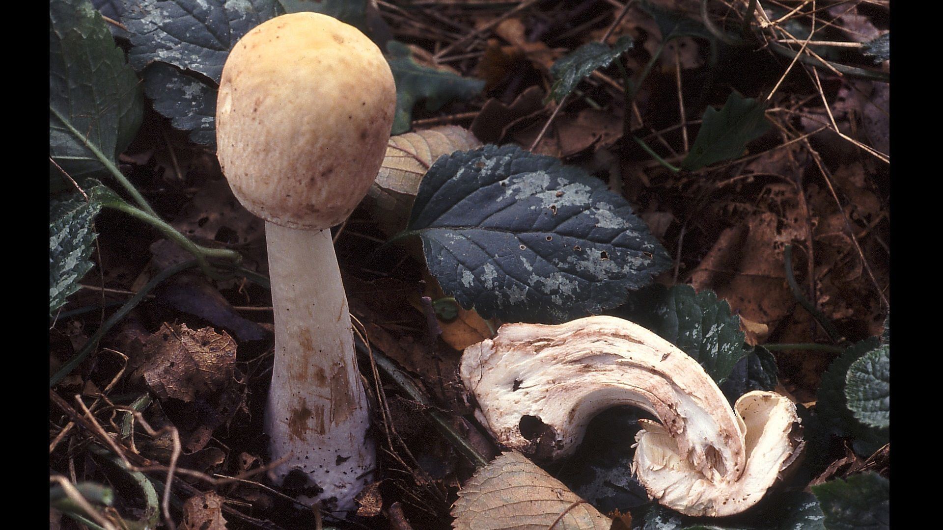 Leucoagaricus subcretaceus