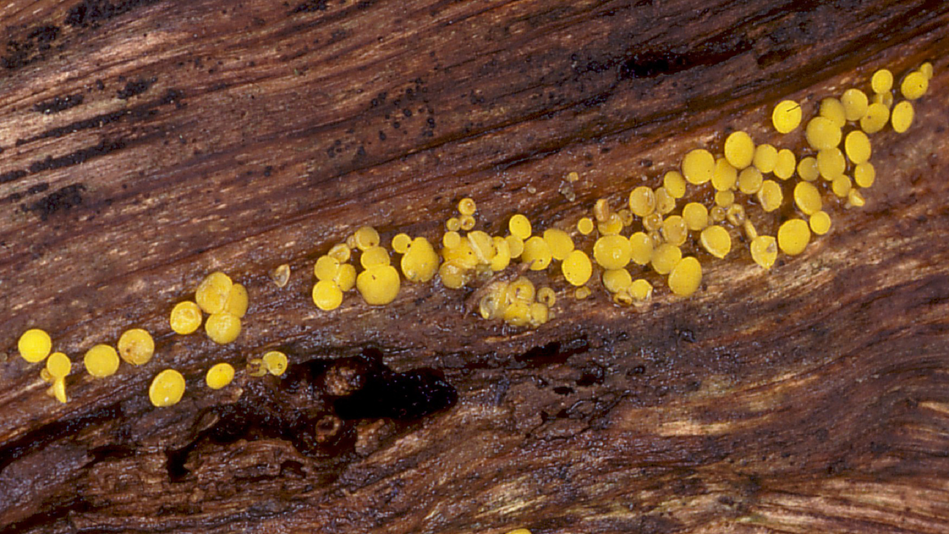 Bisporella citrina