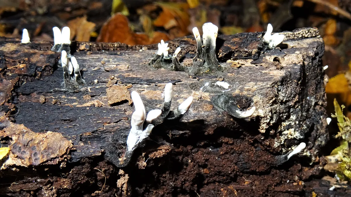 Xylaria hypoxylon