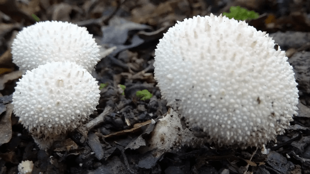 Common Puffball