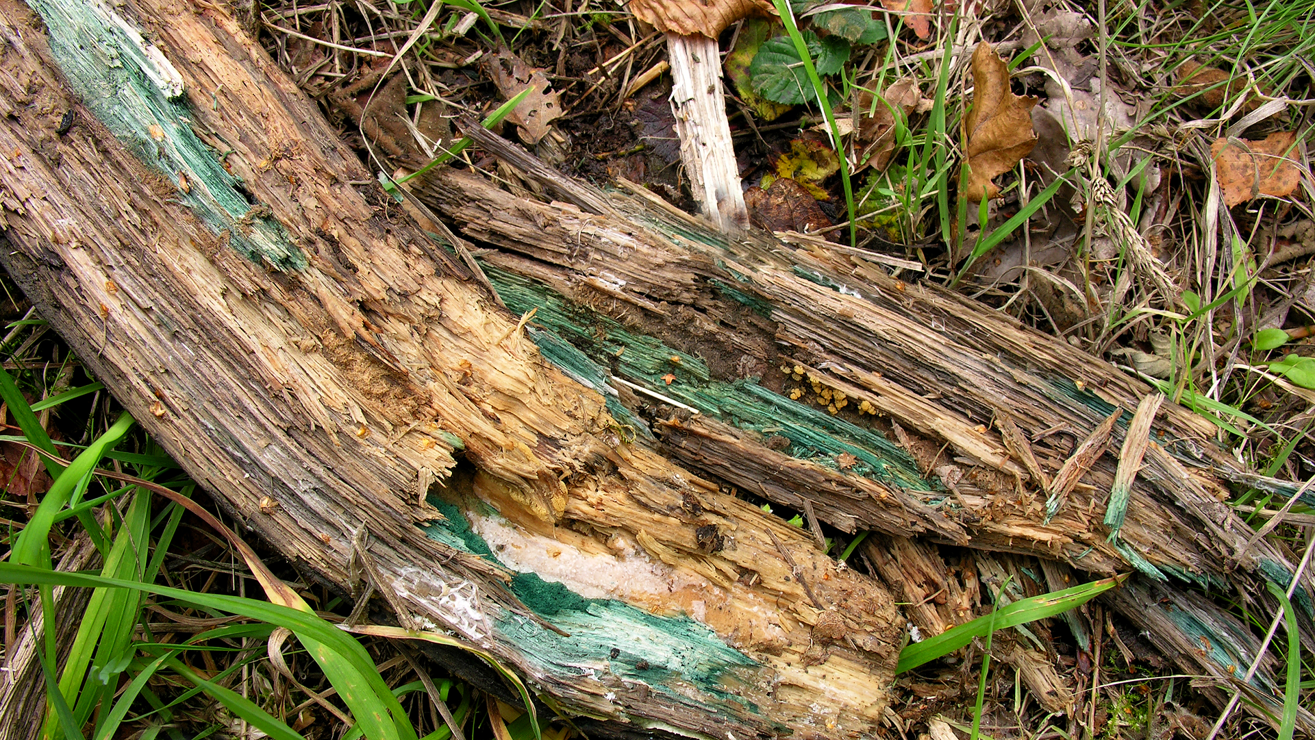 Chlorociboria aeruginascens