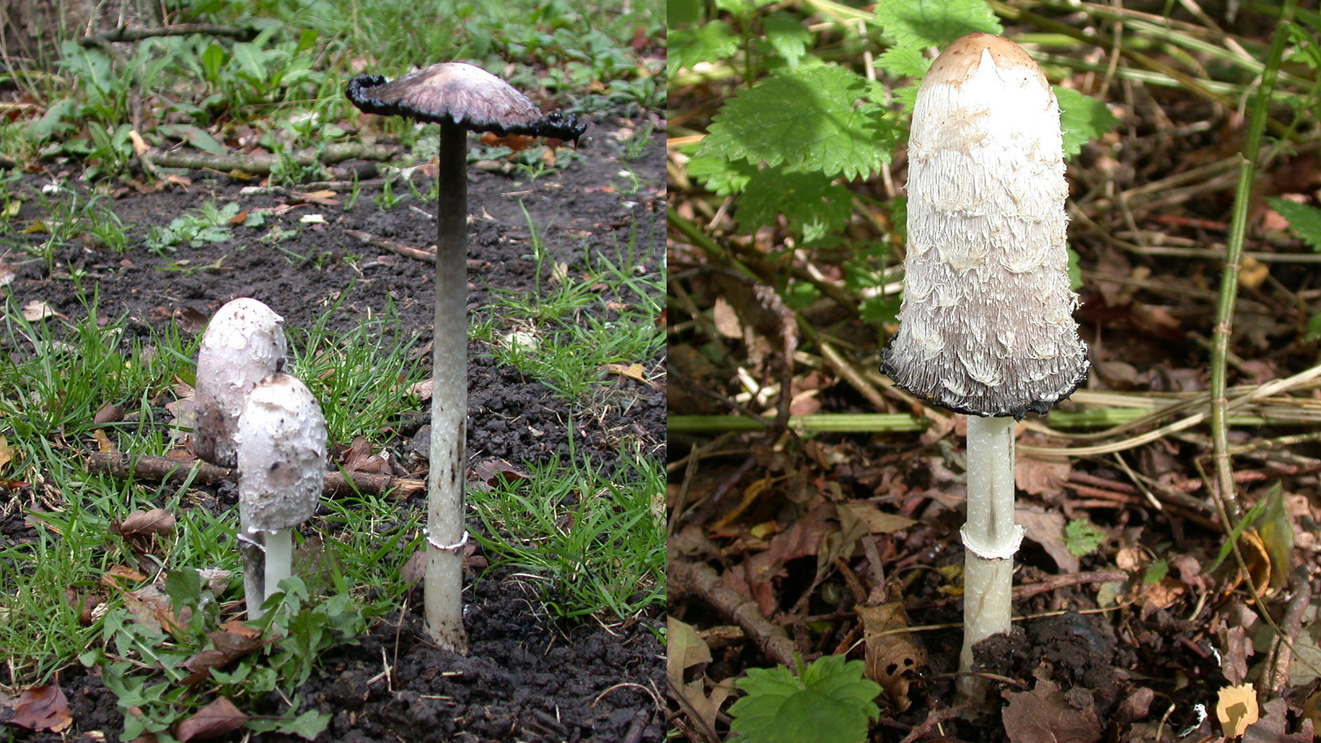 Coprinus comatus