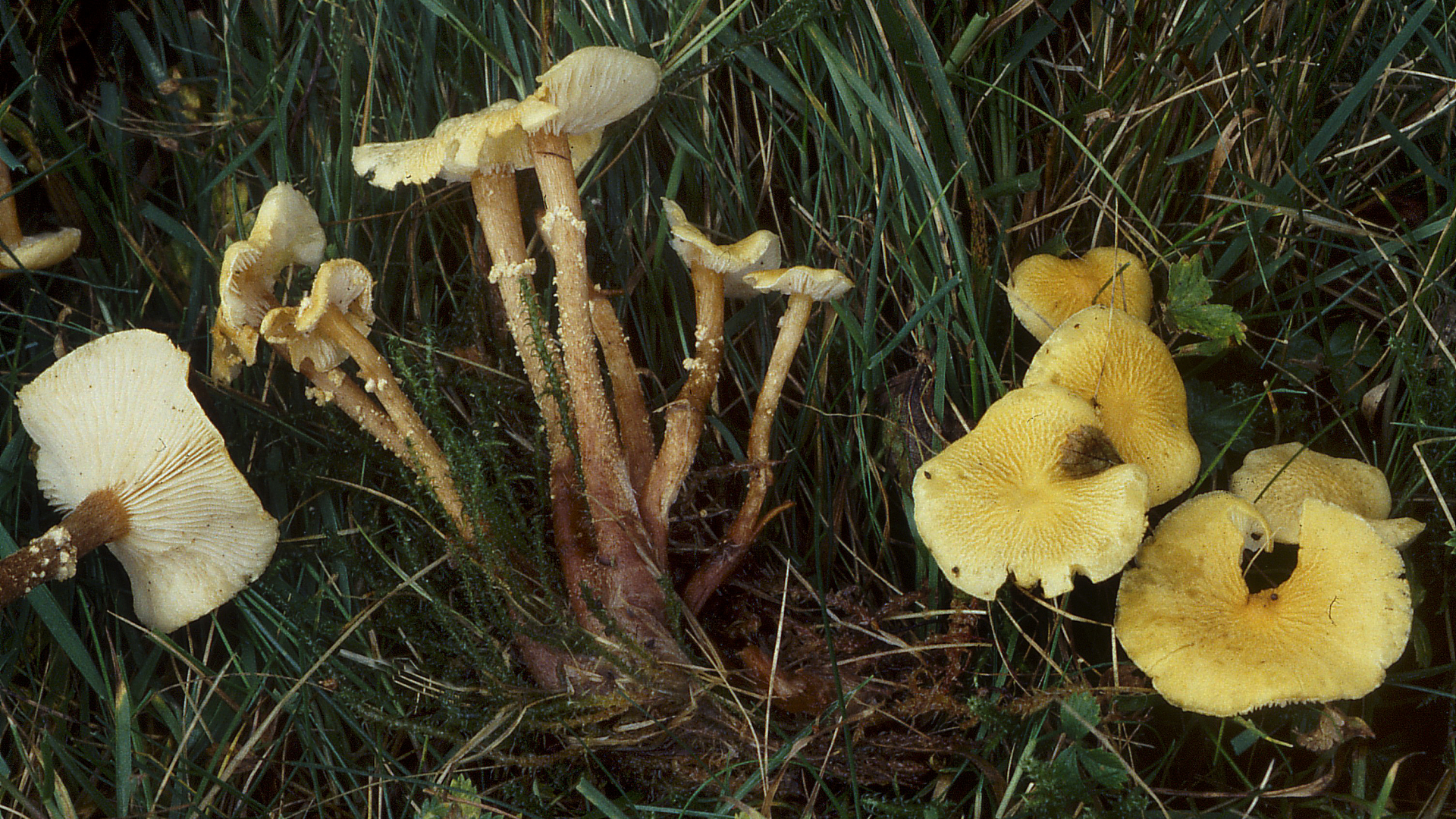 Coprinus comatus