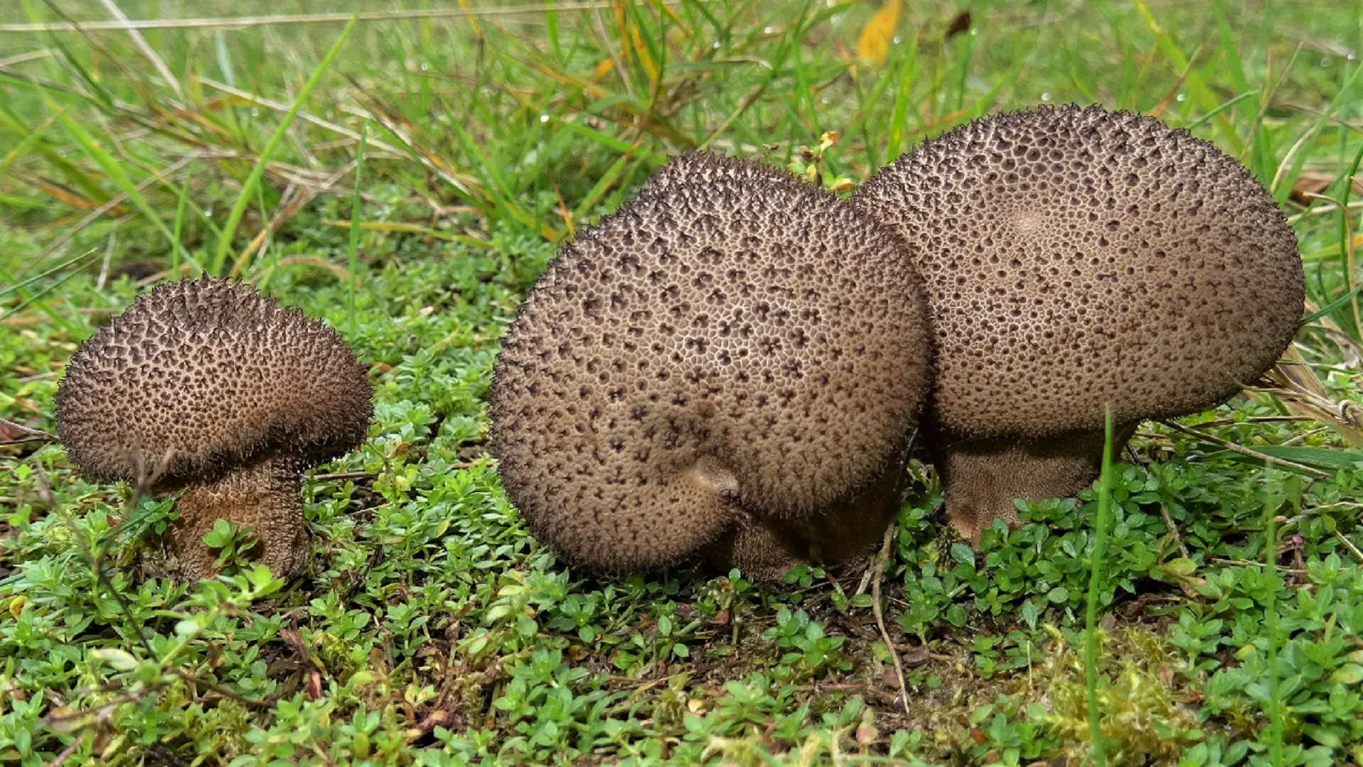 Stump Puffball 