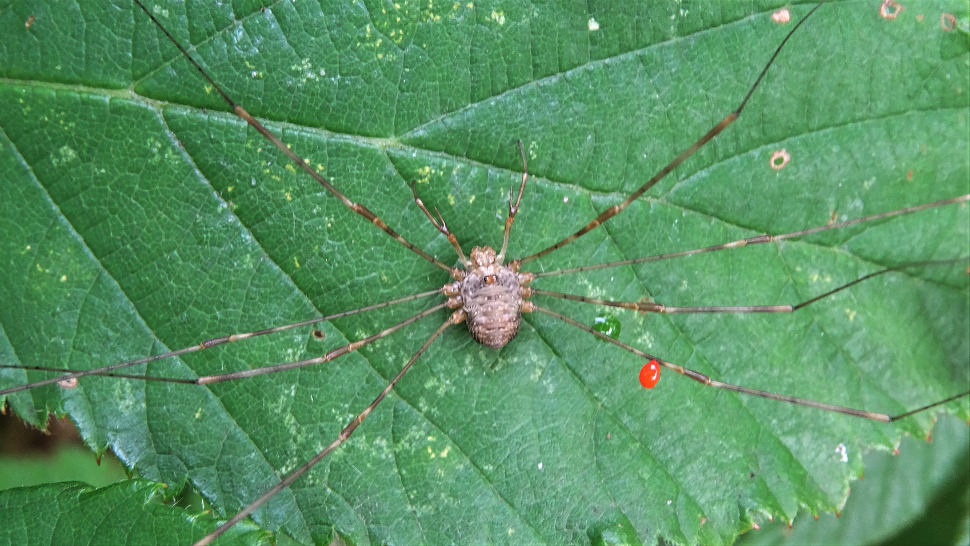 Harvestman