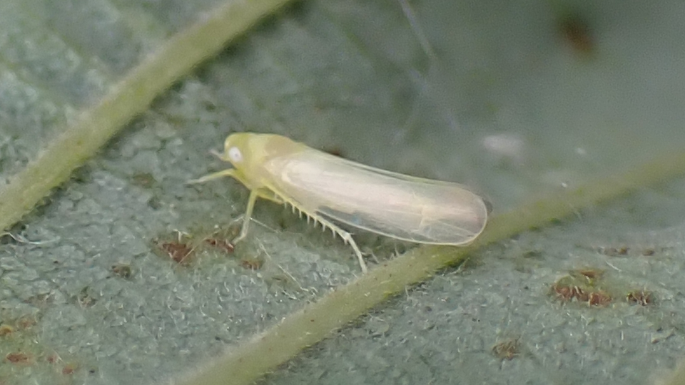 Edwardsiana Leafhopper