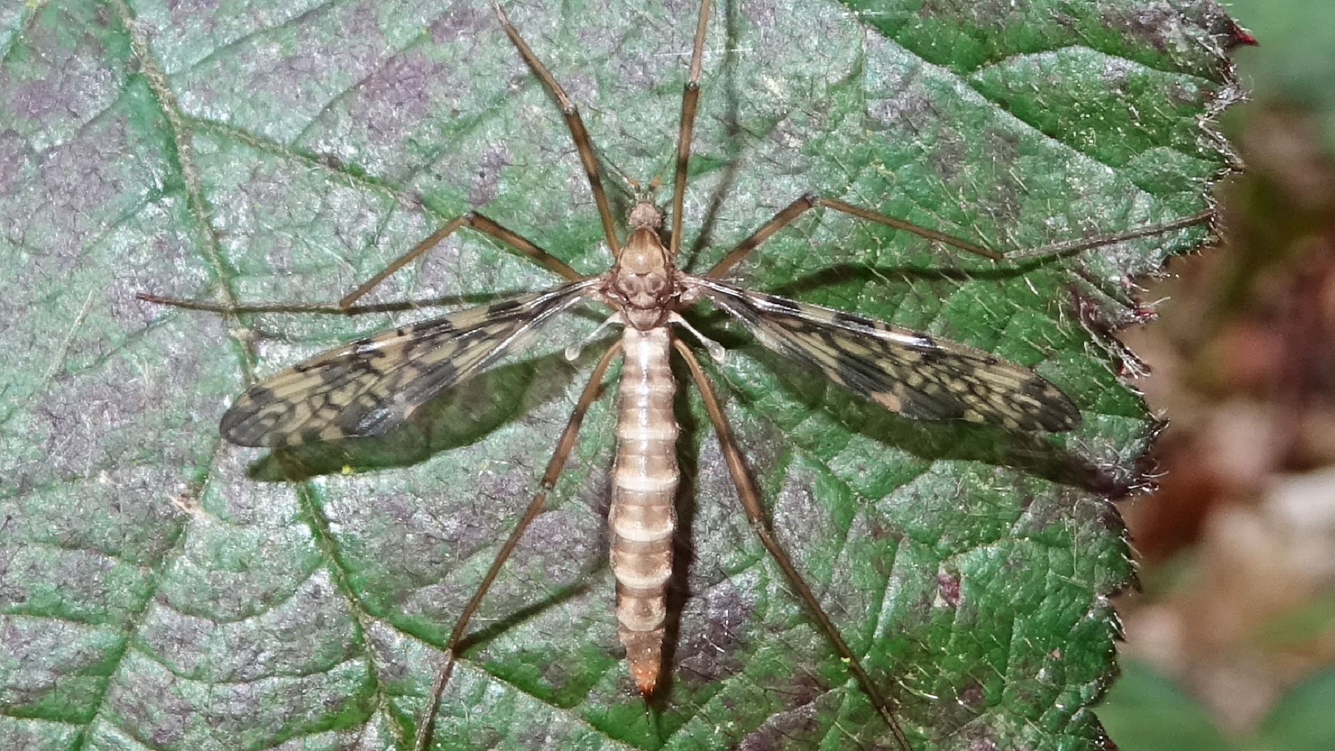 Tipula lateralis