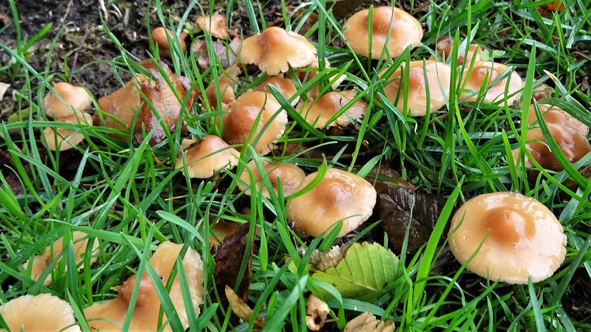 Fairy Ring Champignon
Marasmius oreades