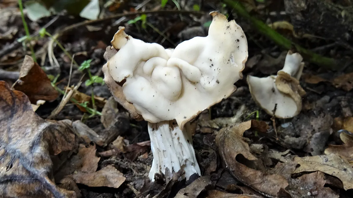 Helvella crispa