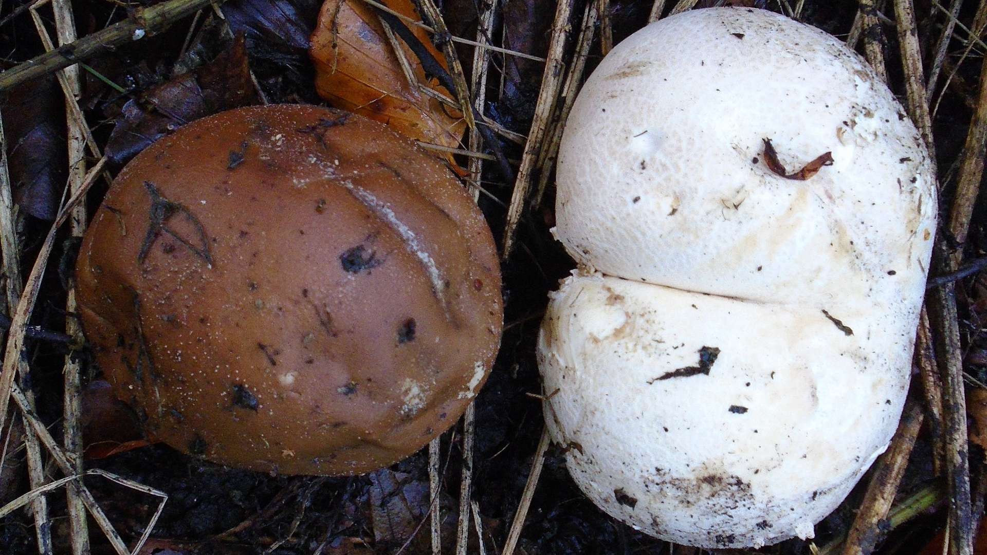 Stump Puffball 