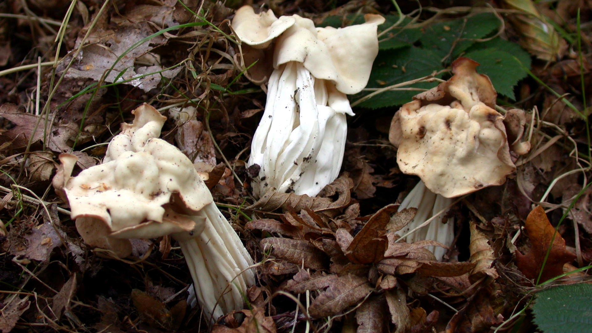 Helvella crispa