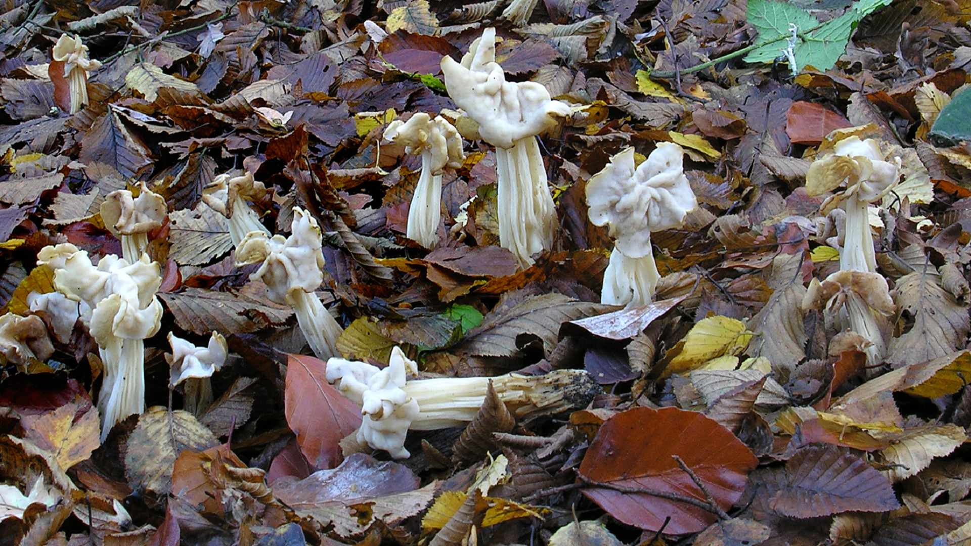 Helvella crispa